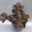 HEUCHERA - DLUŽICHA - "PALACE PURPLE"