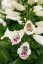 NÁPRSTNÍK - DIGITALIS DOTTIE WHITE