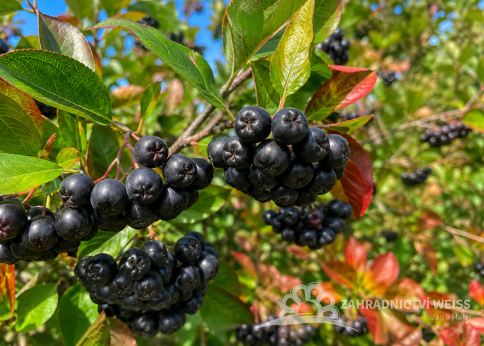 ARONIA MELANOCARPA VIKING – ČERNÝ JEŘÁB