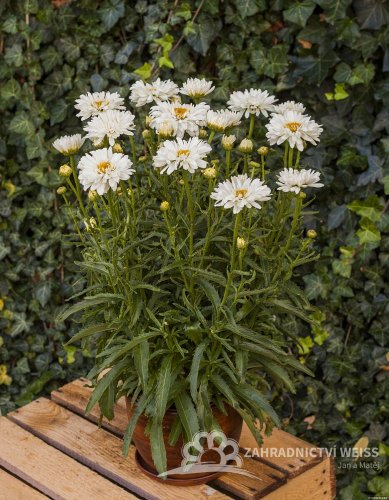 KOPRETINA LEUCANTHEMUM x SUPER. VICTORIAN SECRET