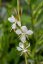 GAURA LIND. CORRIES GOLD