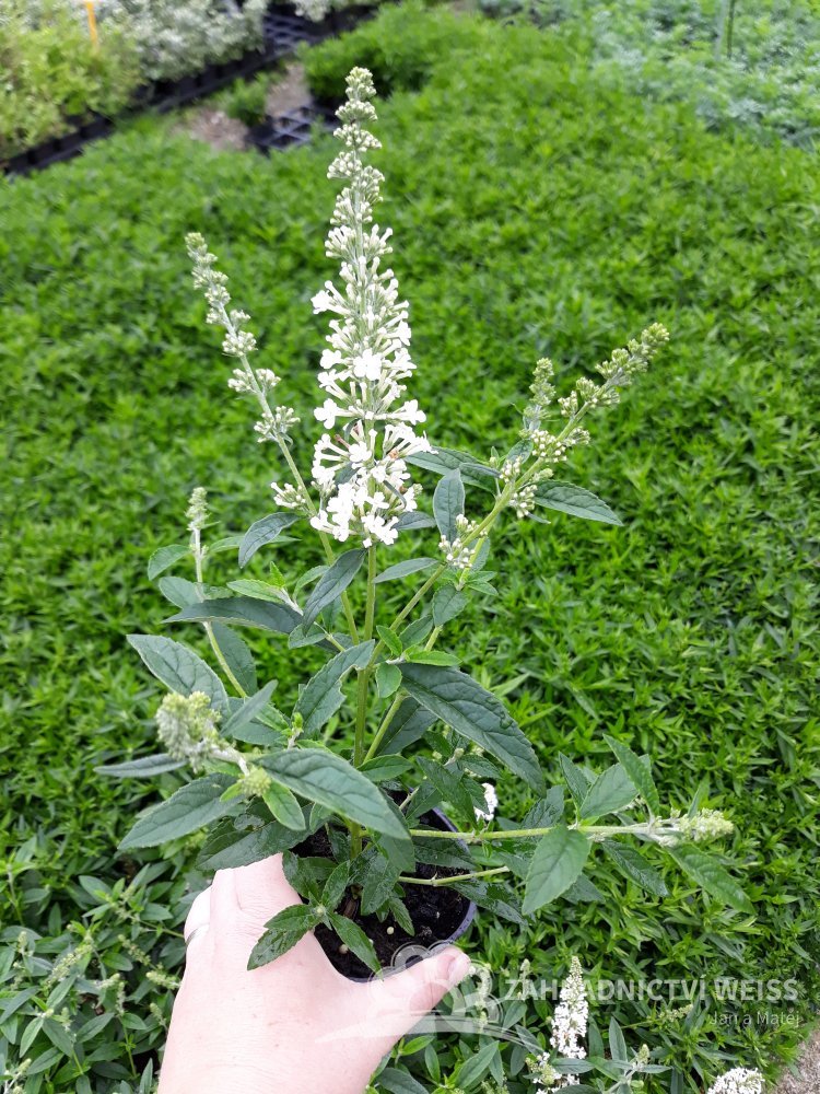 Motyli Ker Prodej (Buddleja davidii, motýlích keřů, keře prodej) Motyli Ker Prodej