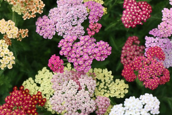 ACHILLEA MILLEFOLIUM COLORADO MIX