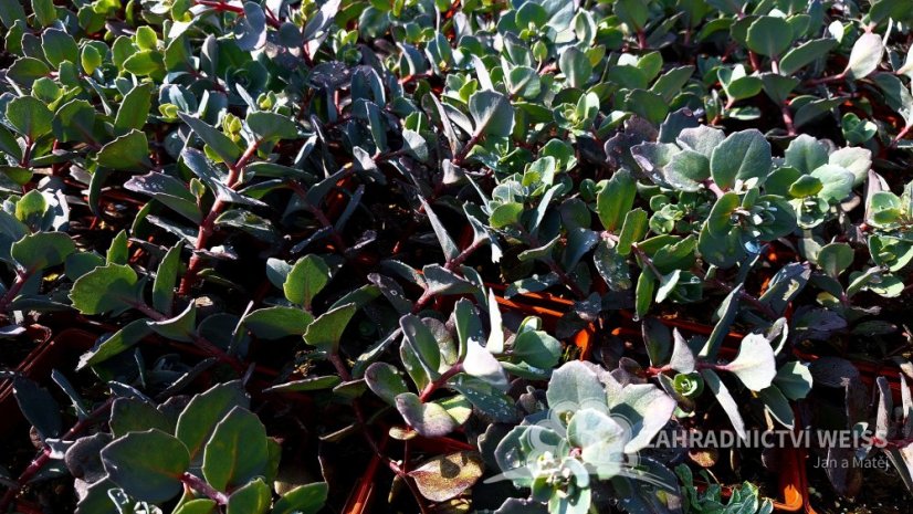 SEDUM HYBR. BERTRAM ANDEROSON