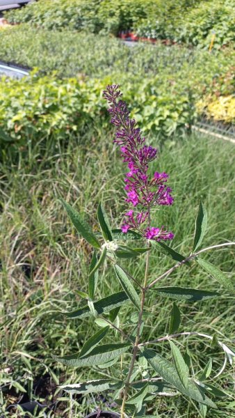 MOTÝLÍ KEŘ - BUDDLEJA DAVIDII NANHO PURPLE