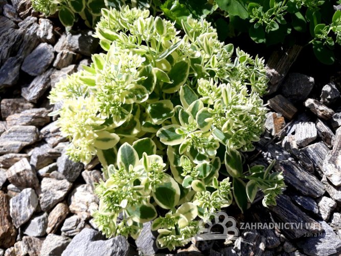 SEDUM - ROZCHODNÍK PANAŠOVANÝ