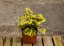 HEUCHERELLA - GOLD ZEBRA
