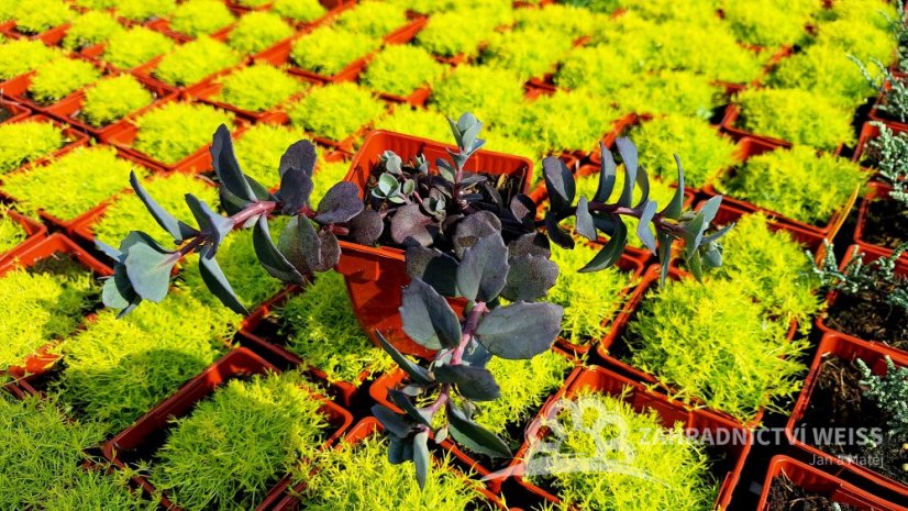 SEDUM HYBR. BERTRAM ANDEROSON