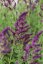 ŠALVĚJ HAJNÍ - SALVIA NEMOROSA SCHWELLENBURG