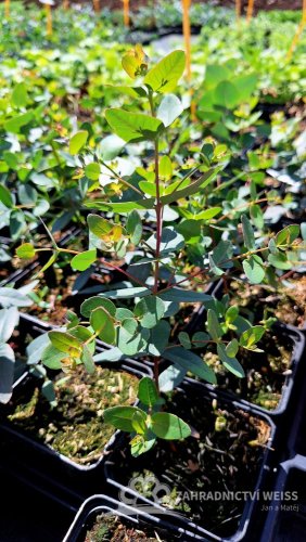 EUKALYPTUS - EUCALYPTUS STUARTIANA