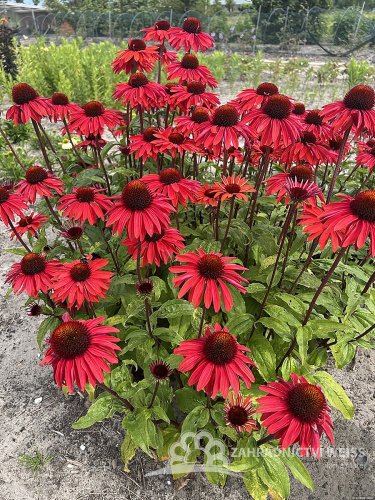 ECHINACEA HYB. HOT SUMMER IMP.