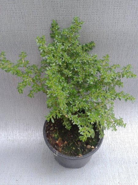 PILEA MICROPHYLLA