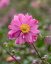 SASANKA - ANEMONE HYB. BRESSINGHAM GLOW