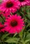 ECHINACEA SENSATION WILD ROMANCE