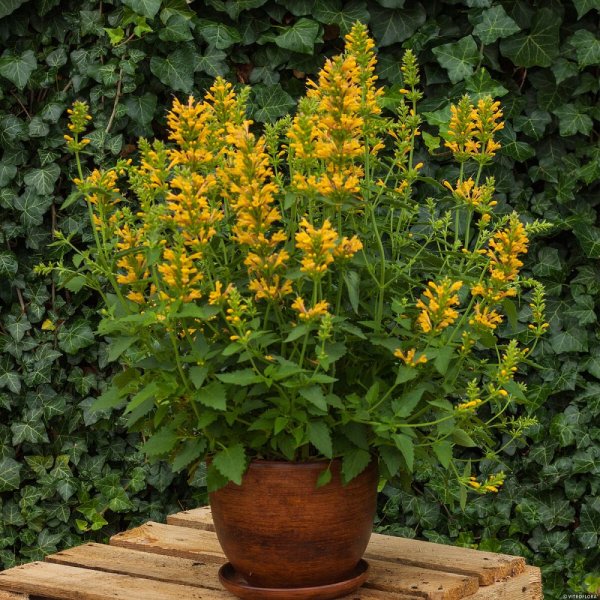 AGASTACHE KUDOS YELLOW