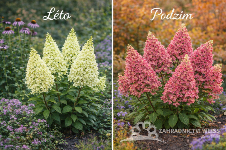 HORTENZIE LATNATÁ - HYDRANGEA PAN. CANDLELIGHT