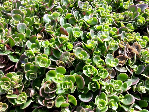 SEDUM TETRACTINUM