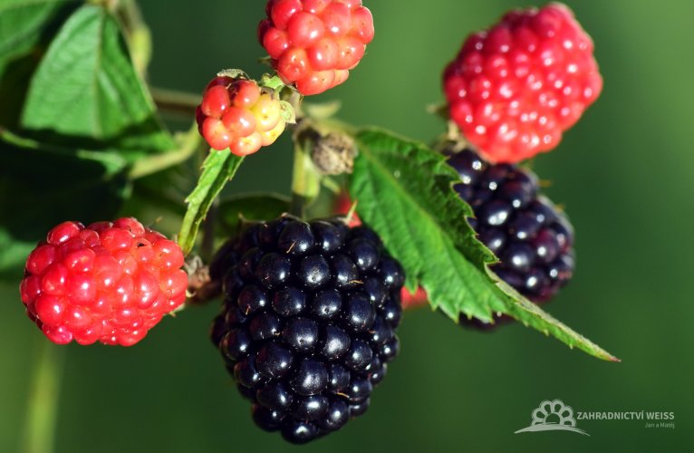 OSTRUŽINA - RUBUS FRUTICOSUS NAVAHO