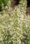 MARULKA LÉKAŘSKÁ – CALAMINTHA NEPETA - BÍLÁ