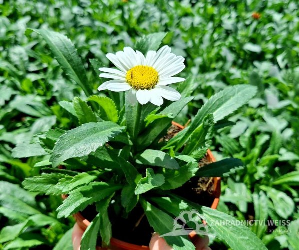 KOPRETINA LEUCANTHEMUM x SUPERBUM SNOW CAP