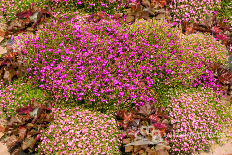 GYPSOPHILA MURALIS TEENY DEEP ROSE