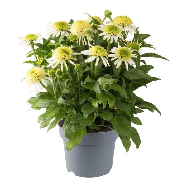 ECHINACEA PURP. SOMBRERO® DOUBLE WHITE