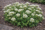 SEDUM ALBUM