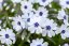 PHLOX SUBULATA BAVARIA