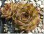 NETŘESK - SEMPERVIVUM HYBRIDA LEO