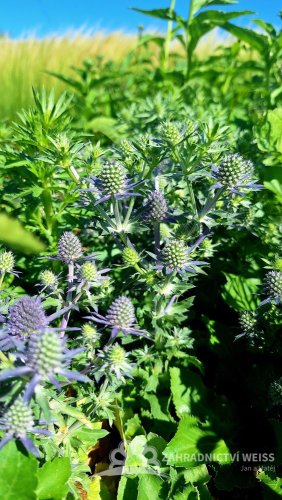 MAČKA - ERYNGIUM PLANUM BLUE HOBIT