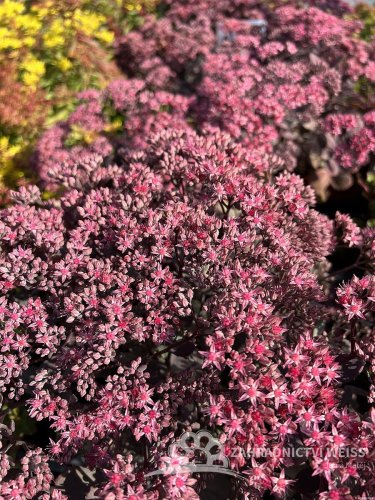 SEDUM CAUTICOLA RED CANYON