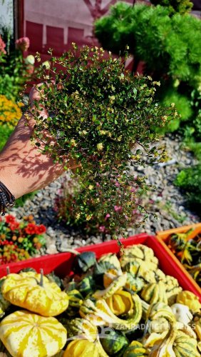 MUEHLENBECKIA AXILLARIS NANA