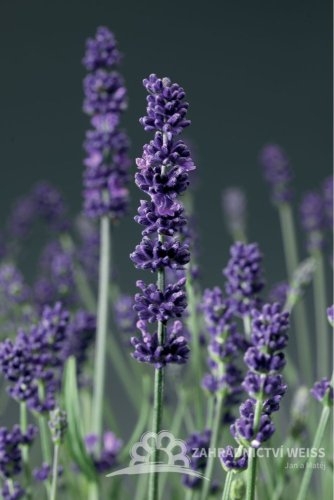 LEVANDULE MODRÁ - "AROMATICO BLUE"
