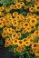 RUDBECKIA HYB. FLAMENCO  BRIGHT ORANGE®