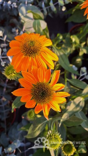 ECHINACEA PURP. LAKOTA YELLOW