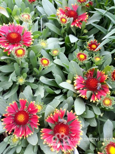 KOKARDA - GAILLARDIA "SPINTOP ORANGE HALO"
