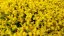 SEDUM SEXANGULARE