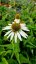 ECHINACEA PURPUREA WHITE SWAN