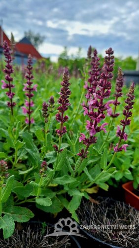 ŠALVĚJ HAJNÍ – SALVIA ROSE QUEEN