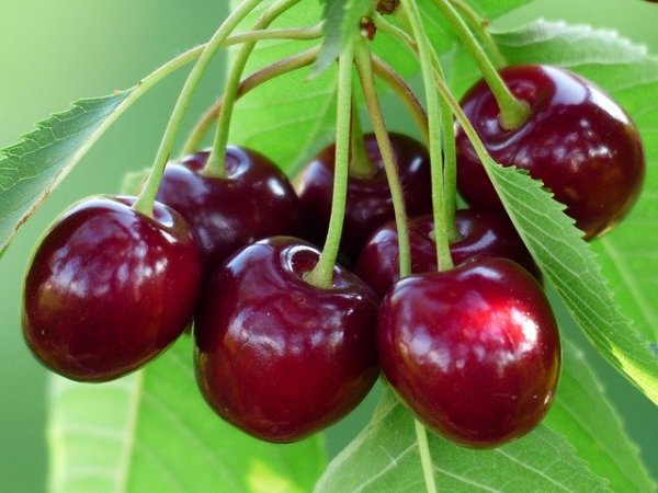 VIŠEŇ CARMINE JEWEL®´ KEŘOVÁ - KEŘOVÁ SLADKOVIŠEŇ