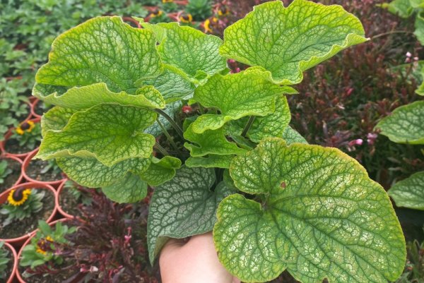 POMĚNKOVEC VELKOLISTÝ – BRUNNERA MACROPHYLLA ALEXANDER´S GREAT
