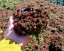 SEDUM ALBUM