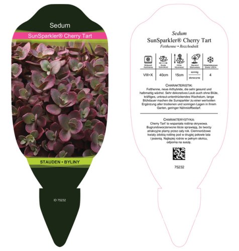 SEDUM SUNSPARKLER CHERRY TART®