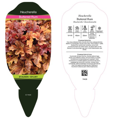 HEUCHERELLA x HYBRIDA BUTTERED RUM