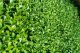 buxus