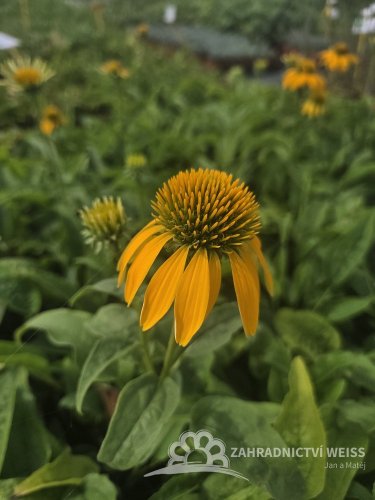 ECHINACEA PURP. PRAIRIE BLAZE GOLDEN YELLOW
