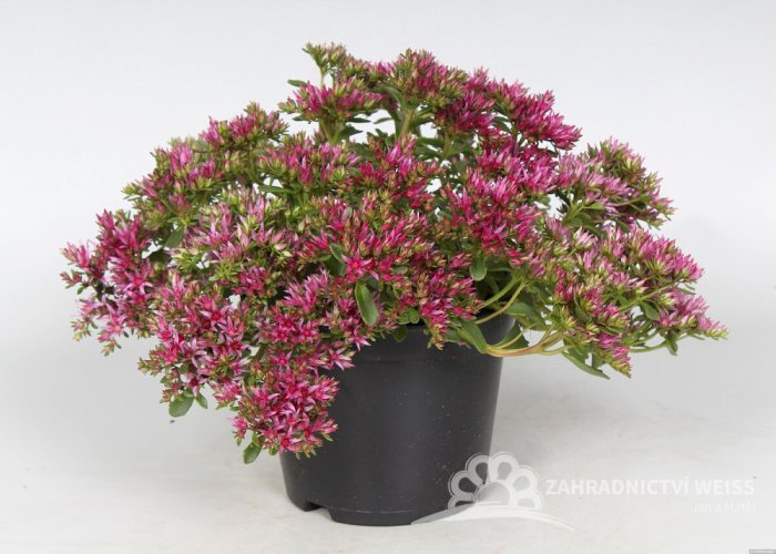 SEDUM SPURIUM SCHORBUSER BLUT