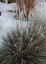 FESTUCA GLAUCA AZURIT