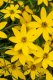 KRÁSNOOČKO - COREOPSIS VERTICILLATA ZAGREB