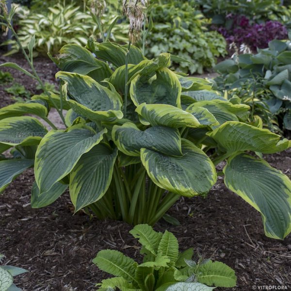 HOSTA EXTRA LARGE SHADOWLAND WU LALA ®